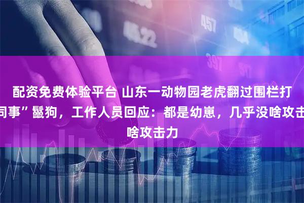 配资免费体验平台 山东一动物园老虎翻过围栏打“同事”鬣狗，工作人员回应：都是幼崽，几乎没啥攻击力