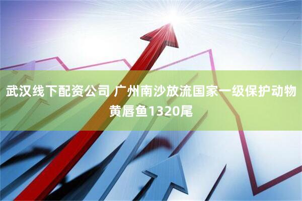 武汉线下配资公司 广州南沙放流国家一级保护动物黄唇鱼1320尾